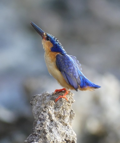 Malagasy Kingfisher by Adrian Rorvik